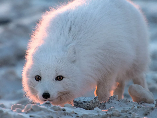 Песец: Подкрадывается незаметно. Уникальные приёмы полярной лисы, которые она использует, чтобы выжить на крайнем севере