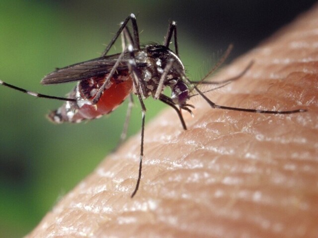 Комар - интересные факты