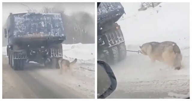 В сети появилось видео собаки, привязанной цепью к грузовику, взволновавшее зоозащитников