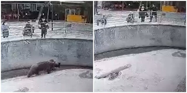 В Ташкенте мать бросила свою дочь в вольер к медведю