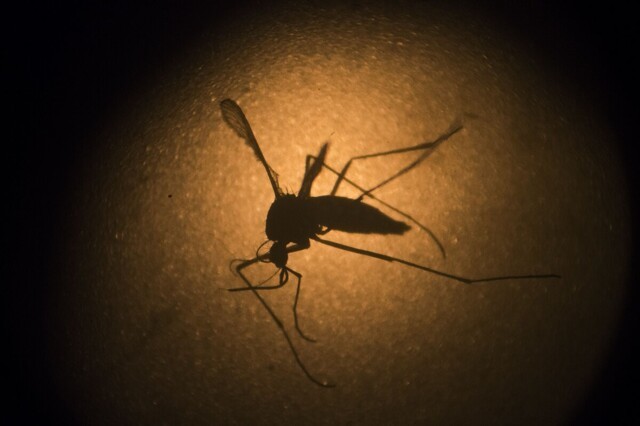 Комар лондонского метро: Подземка породила новый вид комара. Он охотится только на пассажиров и странно себя ведёт
