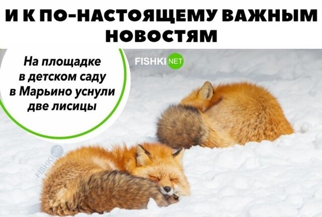 Смешные и познавательные картинки