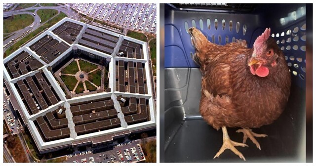 В особо охраняемой зоне здания Пентагона нашли курицу