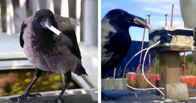 В Швеции диких ворон научат собирать окурки за еду