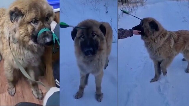 Волонтёры в Улан-Удэ спасли собаку со стрелой в голове