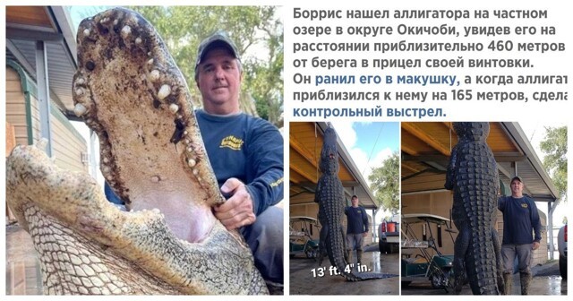 В США охотник убил 80-летнего аллигатора длиной около 4-х метров и весом более 400 кг