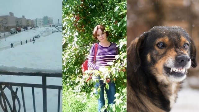 Нападения собак на людей продолжаются, псы насмерть загрызли женщину в Ярославской области