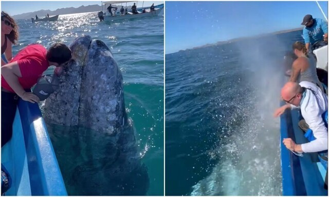 В Мексике огромный кит подплыл прямо к туристам