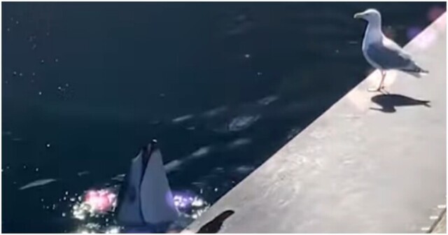 Озорной дельфин дразнит чайку