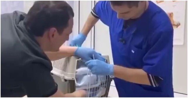 Кот-антипрививочник вступил в схватку с ветеринарами
