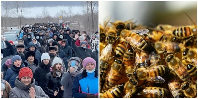 Башкирские пасечники боятся, что их пчёлы будут скрещиваться с французскими и испортят мёд