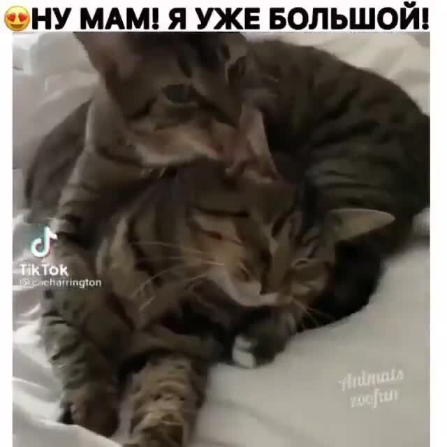 Смешные видео по 5 - 30 секунд