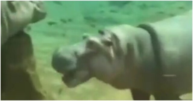 Как бегемоты чувствуют себя под водой