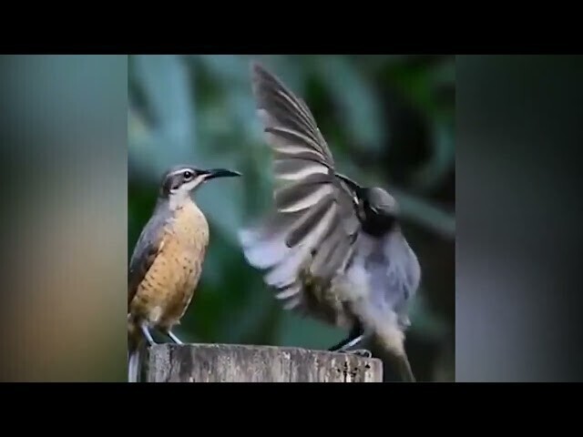 Грязные танцы