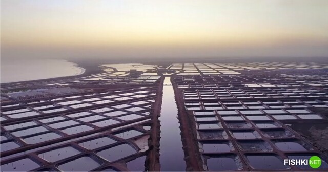 Проект "Беркет Галиун". Египет поэтапно создаёт крупнейшую на планете рыбную ферму