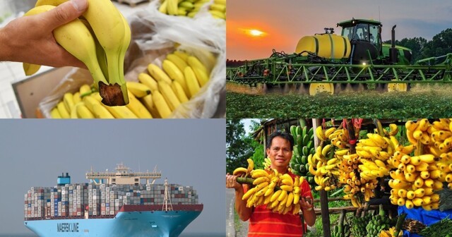 Банановые бунты: из-за ситуации на Украине протестуют эквадорские фермеры