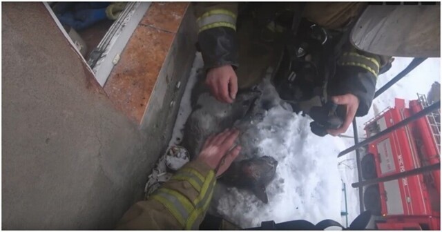 В Нижегородской области пожарные спасли надышавшегося дымом котёнка