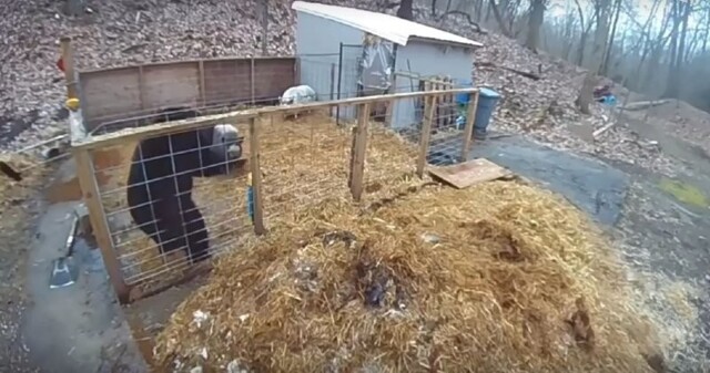 Две свиньи обратили дикого медведя в бегство