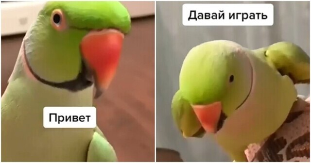 Очень позитивный и разговорчивый попугай