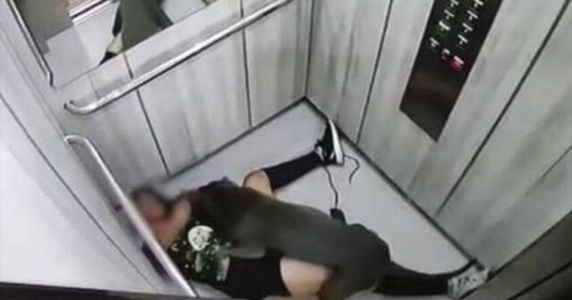 В Колумбии питбуль напал на женщину в лифте