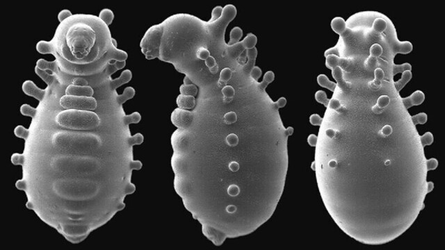 Личинка муравьиной королевы под микроскопом выглядит как инопланетное существо