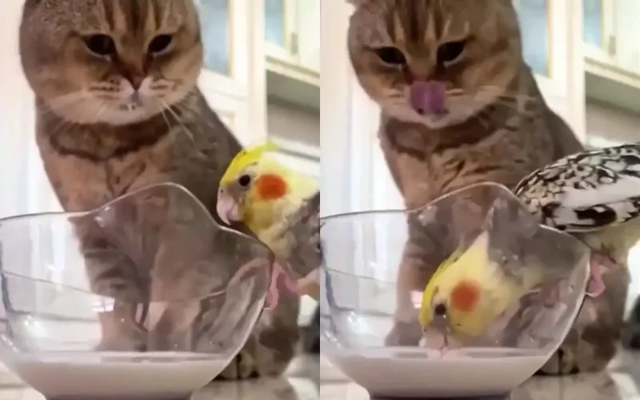 Наглый попугай отобрал молоко у кошки