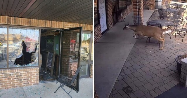 В Висконсине олень оказался внутри паба, пробив окно