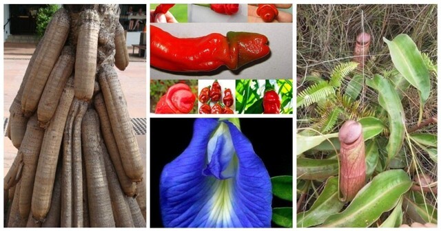 Жениться тебе, барин, надо: 20 удивительных пестиков и тычинок из растительного мира