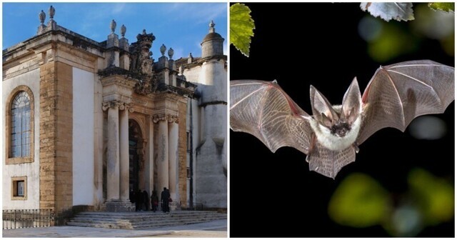 В библиотеке Португалии книги охраняют летучие мыши