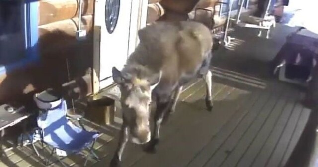 На Аляске лось гонял собак на крыльце частного дома и попал на видео