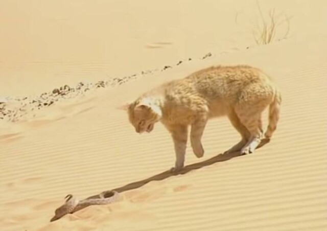 Песчаный кот сражается с пустынной змеей