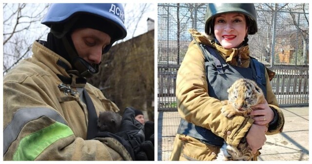 Котики, тигры и другие звери: как на Донбассе спасают животных
