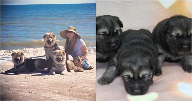 Женщина создала три клона своей умершей собаки
