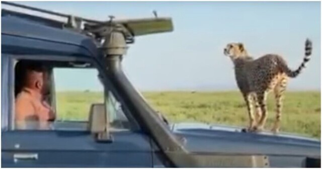 Неожиданная реакция гепарда на автомобиль туристов