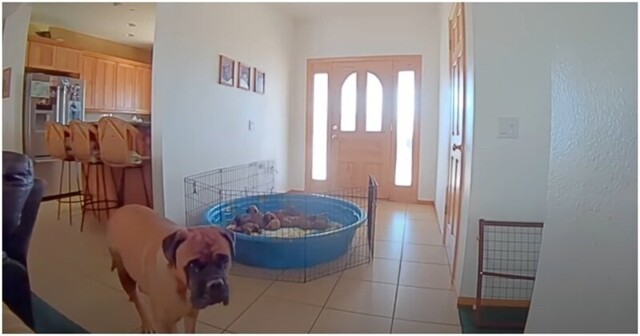 С помощью камеры наблюдения хозяева напоминили собаке о её материнских обязанностях