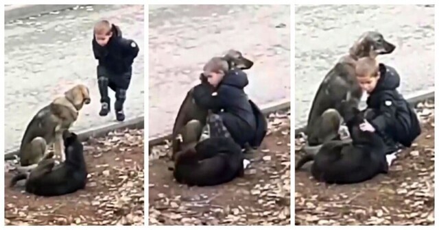 Видео: мальчик останавливается на улице, чтобы обнять бездомных собак