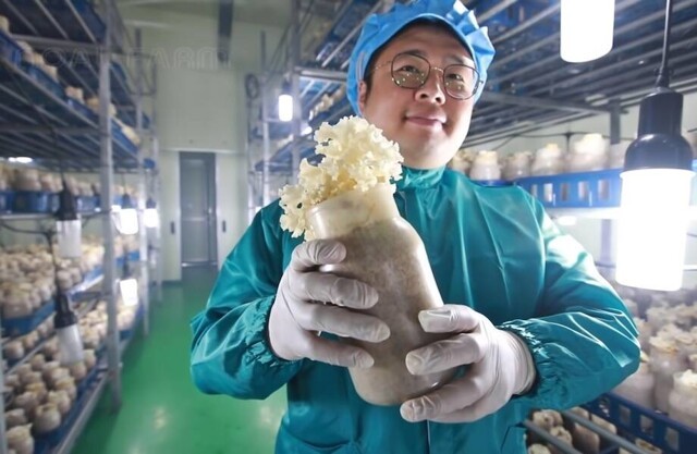 Самые необычные грибные фермы — зачем китайцы выращивают русский трутовик