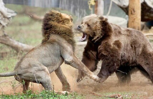 Медведь против льва — кто сильнее: битвы животных, снятые на видео