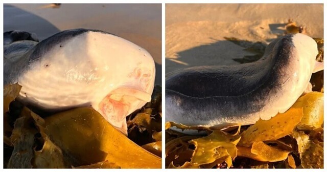 На австралийский пляж выбросило странное существо