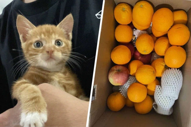 Бартерный котик из Шанхая: апельсины за аренду кота