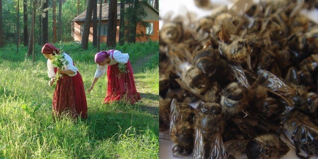 В каких ситуациях поедание насекомых у славян считалось допустимым и приемлемым?