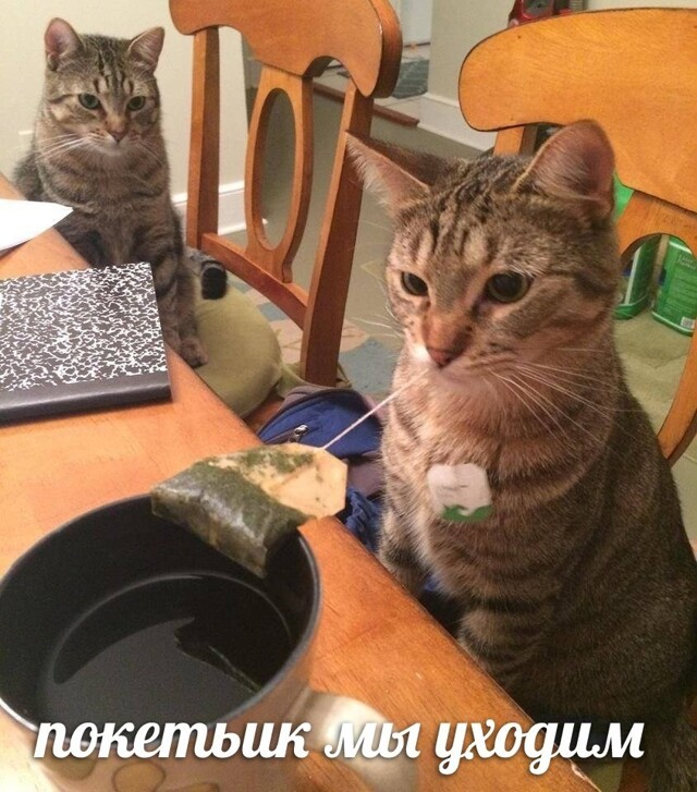 Коты не просты