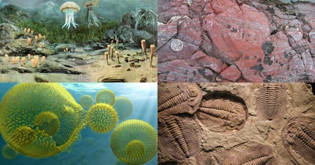 Когда на планете Земля появились первые живые организмы