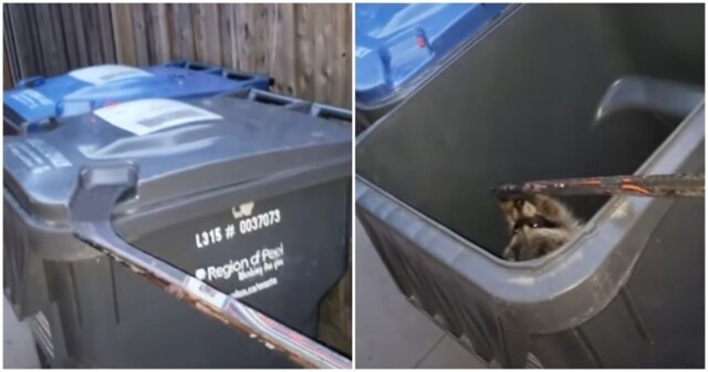 Спасение енота из мусорного бака