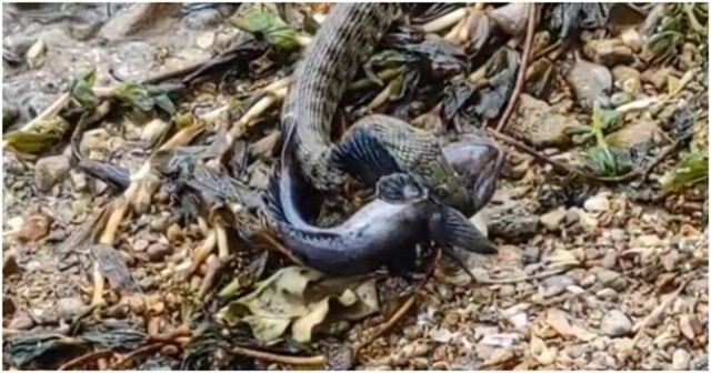 Змея ловко поймала рыбу в воде