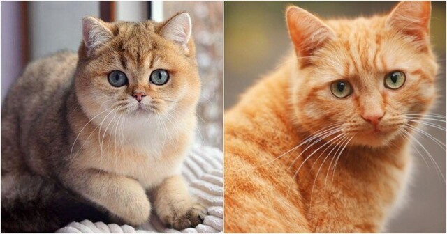 Отличие золотого кота от рыжего