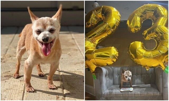 Старенький пёс был счастлив, когда хозяева поздравили его с днём рождения