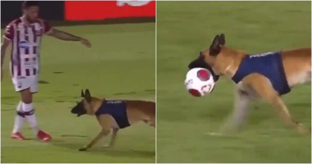 Полицейский пёс спёр мяч во время футбольного матча️