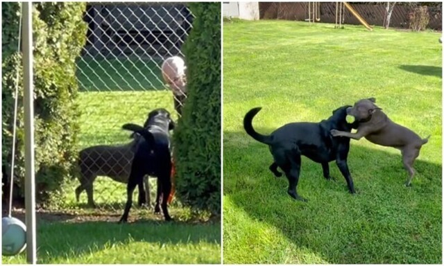 Милота дня: пёс влюбился в соседскую собаку, играя через забор