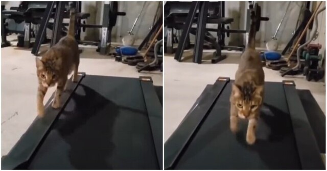 Тренировка кота на беговой дорожке